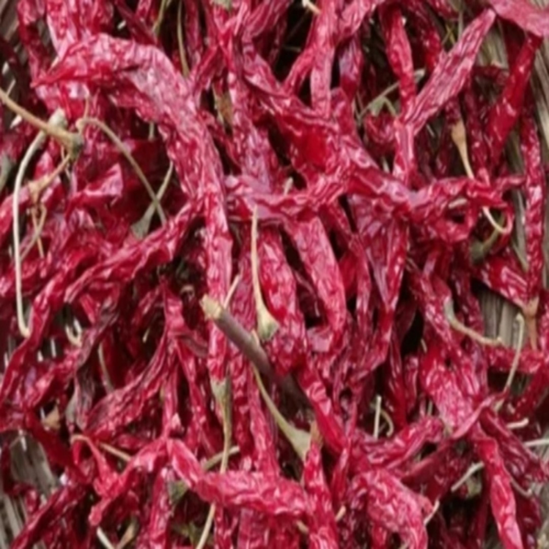 Syngenta 5531 Hybrid Dry Red Chilli